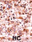Phospho-CDK1(S39) Antibody